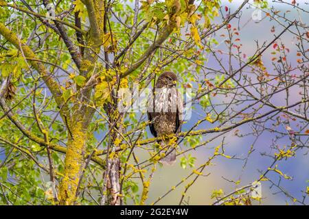 Ein großer Bussard beobachtet die Natur und sucht nach Beute Stockfoto