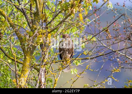 Ein großer Bussard beobachtet die Natur und sucht nach Beute Stockfoto