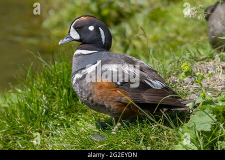 Foto einer schönen Harlekin-Ente Stockfoto