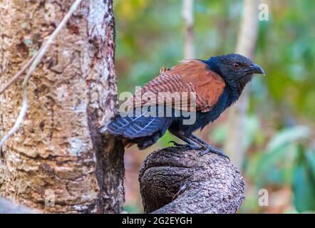 Schöner Vogel, großer Kehlschaufel oder Krähenfaasant (Centropus sinensis) am Ast Stockfoto