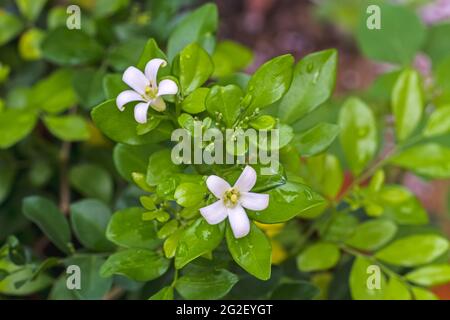 Weiße Blume Murraya paniculata oder Orang Jessamin Nahaufnahme selektiver Fokus Stockfoto