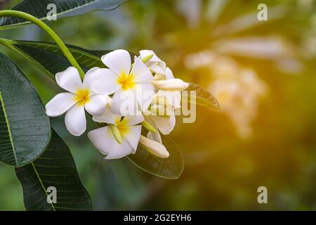 Weiße und gelbe Plumeria spp (frangipani-Blumen, Pagodenbaum oder Tempelbaum) auf natürlichem Hintergrund Stockfoto