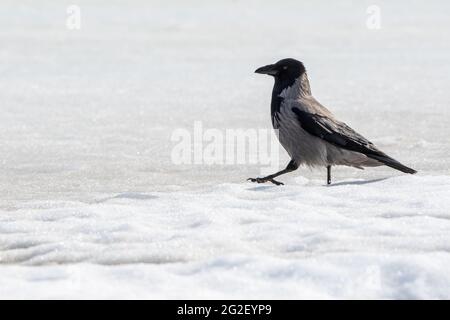 Eine Krähe mit Kapuze, die auf Schnee läuft Stockfoto