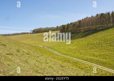 Wege in Arundel Park, West Sussex, England. Täler und Bäume. Stockfoto