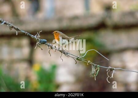 Ein Rotkehlchen sitzt auf einem Zweig und sucht nach Nahrung Stockfoto