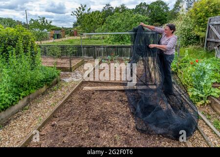 Frau baut einen Gitterkäfig über Hochbetten, bevor sie Kohl anpflanzt. Schutz vor weißen Raupen mit Kohl. Stockfoto