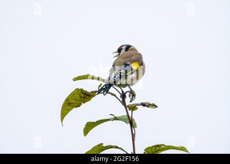 Ein Goldfinch sitzt auf einem Zweig und sucht nach Nahrung Stockfoto