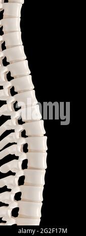 Backbone auf Schwarz. 3d-Rendering. Stockfoto