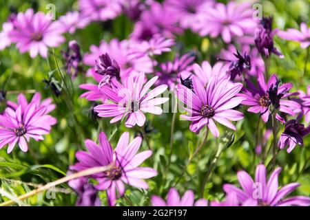 Blumen haben Seelen. Lila Blüten. Lila osteospermum barberiae. Afrikanische Gänseblümchen in Blüte Stockfoto