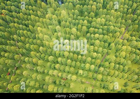 Yangzhou, China. Juni 2021. Am 11. Juni 2021 ist Yangzhou, Jiangsu, der Wasserwald im Yangzhou Luyang Lake Wetland Park, angenehm. Metasequoia, Teichzeder und andere Bäume sehen aus wie eine grüne Bildrolle vor dem Hintergrund der Entenklau auf dem Wasser. Touristen reisen durch den Wald, wie eine Person, die mitten in einem Gemälde läuft. Quelle: SIPA Asia/ZUMA Wire/Alamy Live News Stockfoto