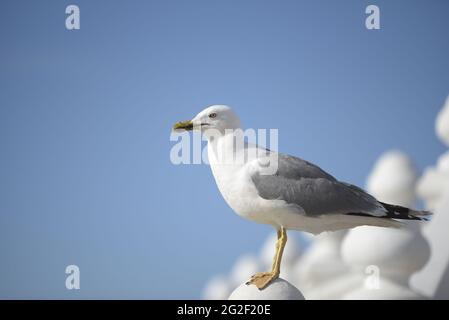 Nahaufnahme einer Möwenart Larus Michahellis auf einer weißen Schiene vor dem Hintergrund des blauen Himmels. Stockfoto