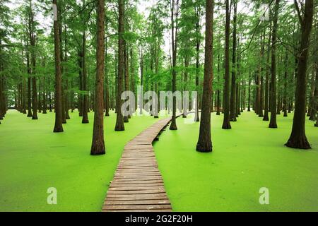 Yangzhou, China. Juni 2021. Am 11. Juni 2021 ist Yangzhou, Jiangsu, der Wasserwald im Yangzhou Luyang Lake Wetland Park, angenehm. Metasequoia, Teichzeder und andere Bäume sehen aus wie eine grüne Bildrolle vor dem Hintergrund der Entenklau auf dem Wasser. Touristen reisen durch den Wald, wie eine Person, die mitten in einem Gemälde läuft. Quelle: SIPA Asia/ZUMA Wire/Alamy Live News Stockfoto