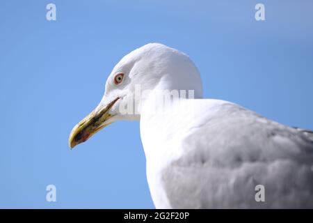 Porträtkopf einer Möwe der Art Larus Michahellis. Stockfoto