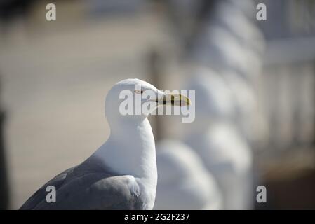 Nahaufnahme einer Möwe. Stockfoto