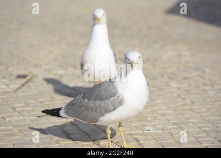 Zwei Möwen der Art Larus Michahellis gehen auf dem Boden und schauen auf die Kamera. Stockfoto