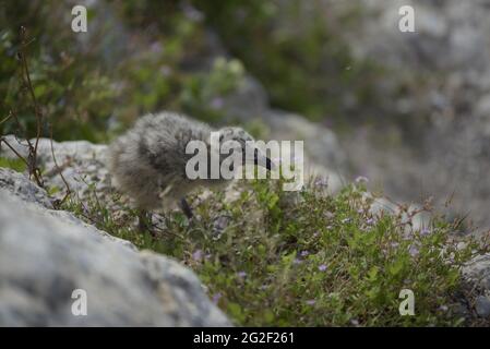 Die Möwe Larus Michahellis erwartet die Ankunft ihrer Eltern zum Füttern. Stockfoto