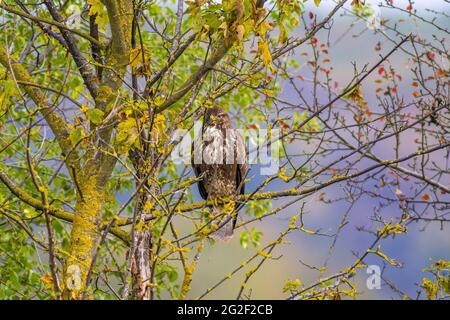 Ein großer Bussard beobachtet die Natur und sucht nach Beute Stockfoto