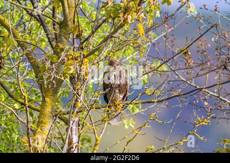 Ein großer Bussard beobachtet die Natur und sucht nach Beute Stockfoto