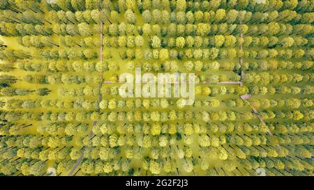 Yangzhou, Yangzhou, China. Juni 2021. Am 11. Juni 2021 ist Yangzhou, Jiangsu, der Wasserwald im Yangzhou Luyang Lake Wetland Park, angenehm. Metasequoia, Teichzeder und andere Bäume sehen aus wie eine grüne Bildrolle vor dem Hintergrund der Entenklau auf dem Wasser. Touristen reisen durch den Wald, wie eine Person, die mitten in einem Gemälde läuft. Quelle: SIPA Asia/ZUMA Wire/Alamy Live News Stockfoto