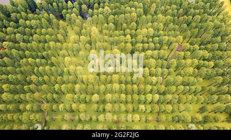 Yangzhou, Yangzhou, China. Juni 2021. Am 11. Juni 2021 ist Yangzhou, Jiangsu, der Wasserwald im Yangzhou Luyang Lake Wetland Park, angenehm. Metasequoia, Teichzeder und andere Bäume sehen aus wie eine grüne Bildrolle vor dem Hintergrund der Entenklau auf dem Wasser. Touristen reisen durch den Wald, wie eine Person, die mitten in einem Gemälde läuft. Quelle: SIPA Asia/ZUMA Wire/Alamy Live News Stockfoto