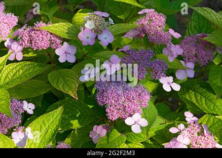 Rosa Blüten von Purple Lacecap, Hydrangea macrophylla Stockfoto