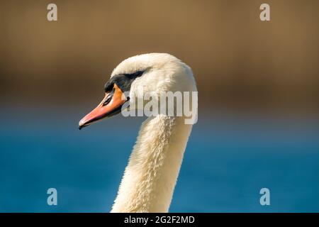 Ein wunderschöner weißer Schwan schwimmt auf einem Teich Stockfoto