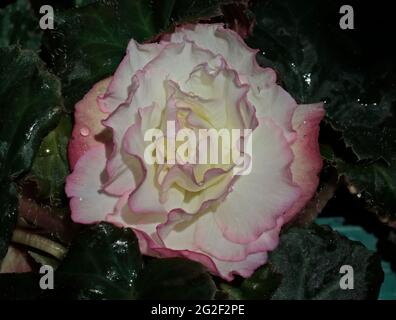 Begonia Non-Stop Rose Petticoat Stockfoto