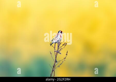 Ein Goldfinch sitzt auf einem Zweig und sucht nach Nahrung Stockfoto