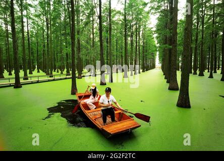 Yangzhou, Yangzhou, China. Juni 2021. Am 11. Juni 2021 ist Yangzhou, Jiangsu, der Wasserwald im Yangzhou Luyang Lake Wetland Park, angenehm. Metasequoia, Teichzeder und andere Bäume sehen aus wie eine grüne Bildrolle vor dem Hintergrund der Entenklau auf dem Wasser. Touristen reisen durch den Wald, wie eine Person, die mitten in einem Gemälde läuft. Quelle: SIPA Asia/ZUMA Wire/Alamy Live News Stockfoto