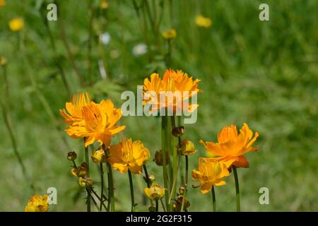 Trollius chinensis Golden Queen Globeflower leuchtend orange früh blühende Blüten Stockfoto