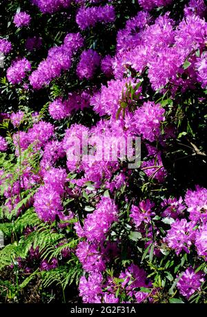 Blühende rosafarbene Rhododendron-Blüten im englischen Garten, norfolk, england Stockfoto