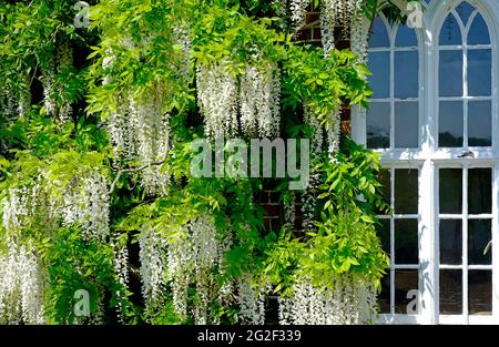 Blühende weiße Glyzinien blühen im englischen Garten, norfolk, england Stockfoto