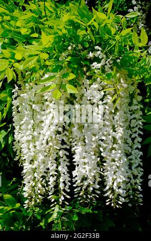 Blühende weiße Glyzinien blühen im englischen Garten, norfolk, england Stockfoto