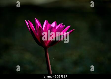 Herrlicher Blick mit lila-rosa Seerose, Nymphaea rubra blüht auf einem natürlichen ländlichen See. Diese Art von Blume wird in Indien auch Shaluk genannt. Stockfoto