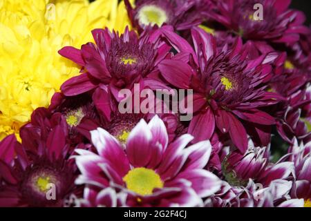 Nahaufnahme lila Gänseblümchen Blumen Sommer schönes Bild. Stockfoto