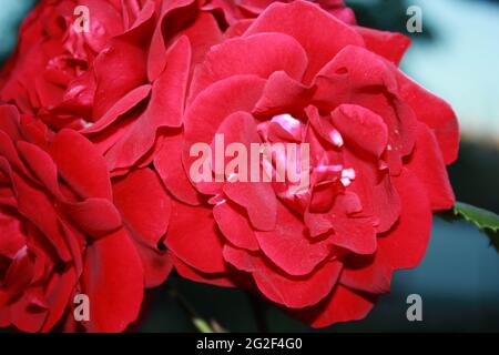 Viele schöne rote Rosen blühen im Sommergarten Stockfoto