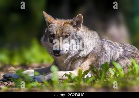 Ein Wolf im Wald auf der Suche nach Beute Stockfoto