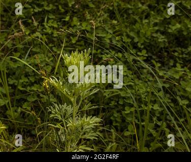 Wermut Blätter auf einem dunklen Hintergrund, schöne grüne Wermut für den Hintergrund, elegante Feldpflanze. Artemisia absinthium , Absinth Wermut schließen Stockfoto