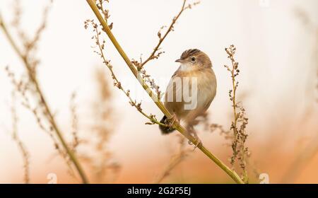 Zitting Cisticola (Cisticola juncidis)-Vogel auf getrockneten Wildpflanzenzweigen. Portugal, Europa Stockfoto