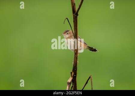 Zitting Cisticola (Cisticola juncidis) Kleinvogel auf getrockneten Pflanzenstamm in Portugal, Europa im Frühjahr Stockfoto