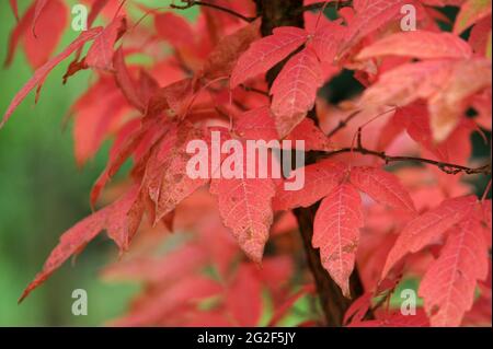 Acer Griseum Papier Rinde Ahorn Blätter in Autumn Uk Stockfoto