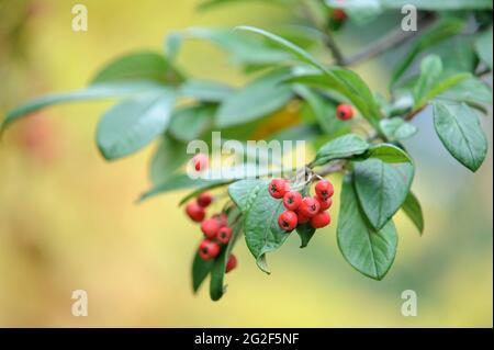 Zwergmispel cornubia Stockfoto