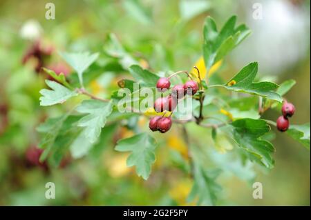 Crataegus Monogyna "Biflora" Glastonbury Dorn bekannt als Common Hawthorn Stockfoto