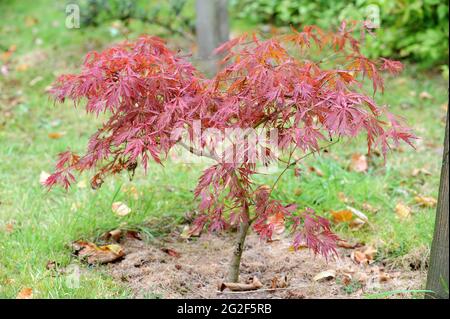 Acer Palmatum Dissectum crimson king Stockfoto