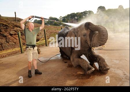 Ein afrikanischer Elefant bekommt eine Dusche und ein sauberes bei Safaripark Bewdley Uk Stockfoto