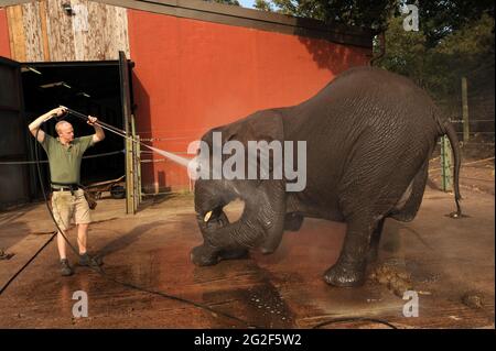 Ein afrikanischer Elefant bekommt eine Dusche und ein sauberes bei Safaripark Bewdley Uk Stockfoto