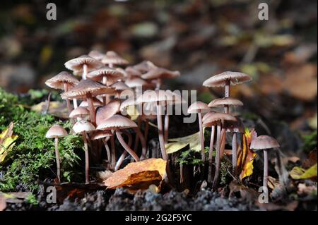 Lila Mütze - Mycena Pura Pilze uk Stockfoto