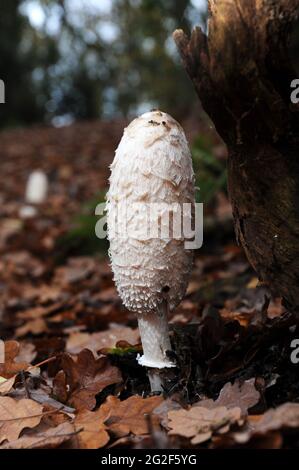 Shaggy Inkcap - Coprinus comatus oder Shaggy Mähne Pilz Stockfoto