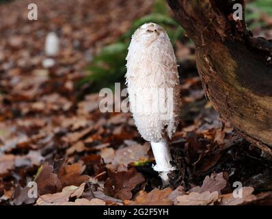 Shaggy Inkcap - Coprinus comatus oder Shaggy Mähne Pilz Stockfoto