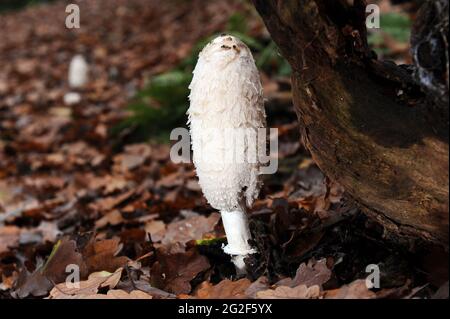 Shaggy Inkcap - Coprinus comatus oder Shaggy Mähne Pilz Stockfoto